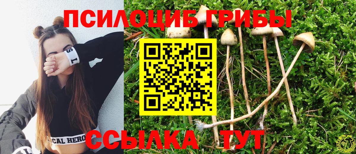 Псилоцибиновые грибы Psilocybine cubensis Заречный